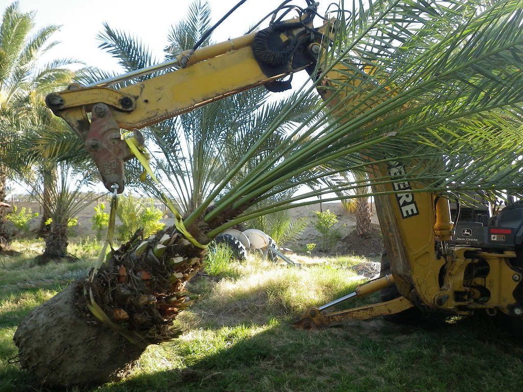 Transplanting Palm Tree Hilário Porto Gonçalves Flickr