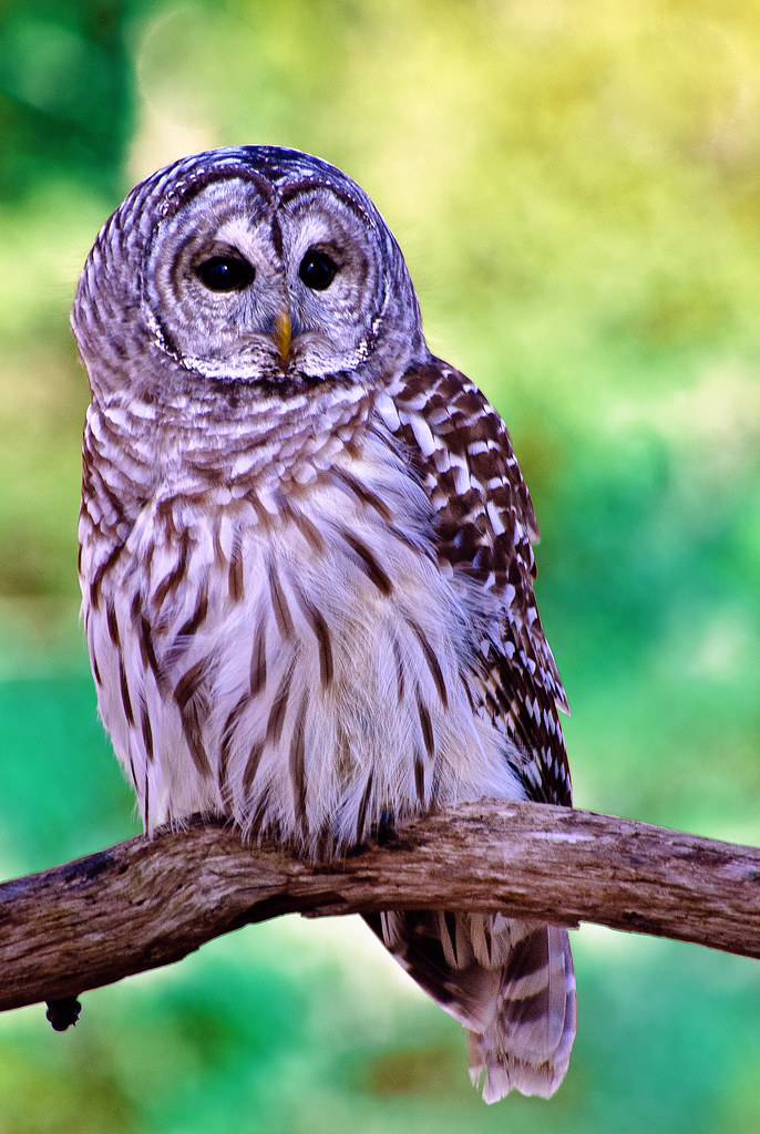 Barred Owl Barred Owl (captive) at the Mountsberg Raptor C… Flickr