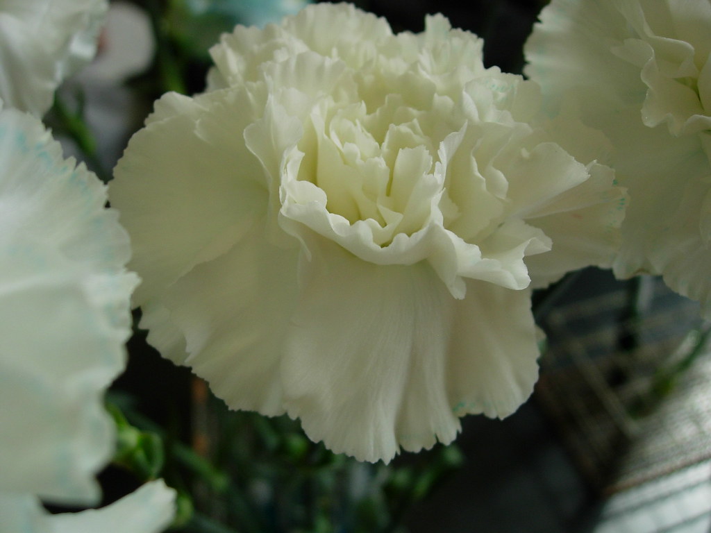 Carnations in dye. a classic been doing this since 2nd gra… Flickr