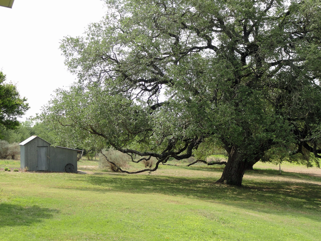 Live Oak Tree Andrea Flickr