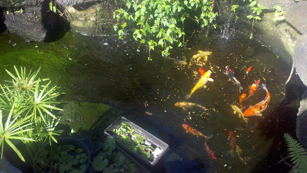 koi pond my koi pond with a leak. NOW FOR A FIX! chris lynn Flickr