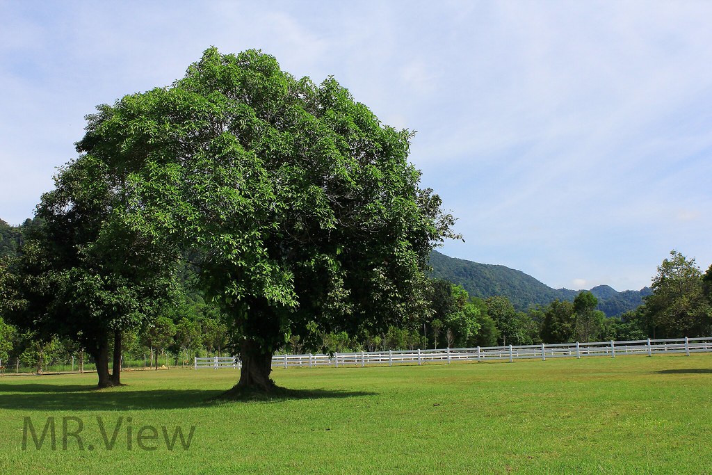 batu pahat perlis Padang kuda Mrview Flickr
