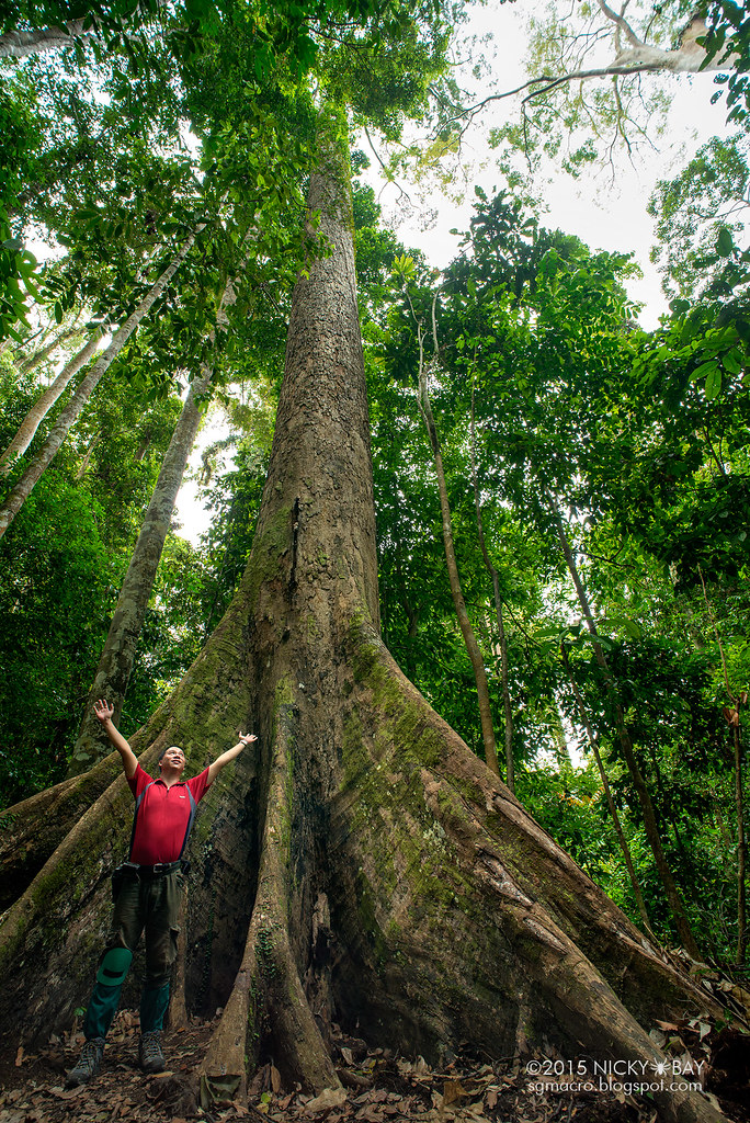 World's tallest tropical tree (Shorea faguetiana) DSC_48… Flickr