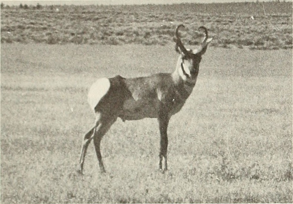 Image from page 33 of "California fish and game" Title Ca… Flickr