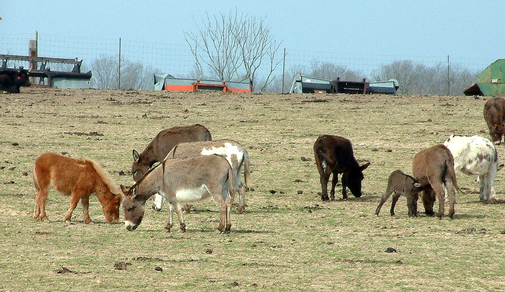 Exotic Animal Farm 35 Well, there were exotic animals ther… Flickr