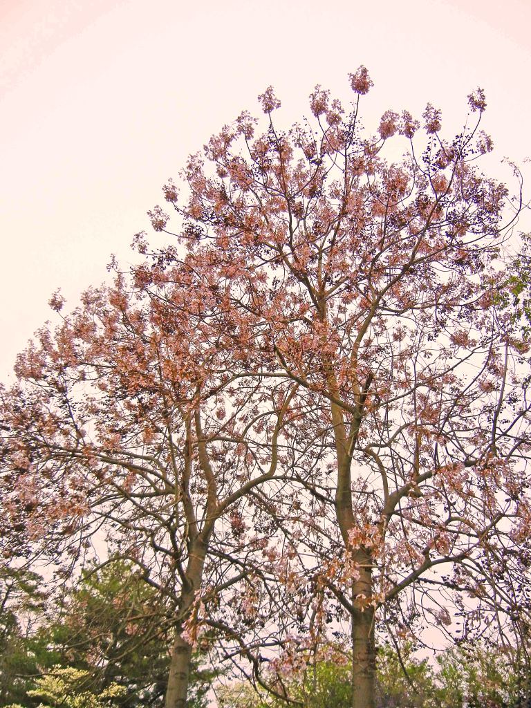 Flowering Royal Empress Trees County, … Flickr