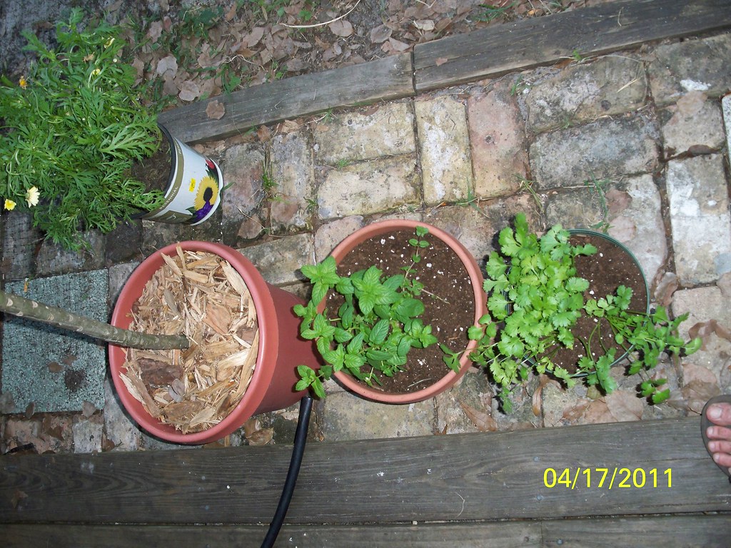 102_2997 Florida Outdoor Hydroponics Flickr