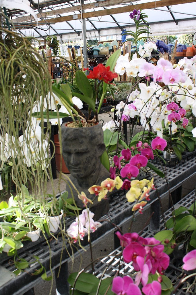 Driftwood Garden Center Naples, Fl Lori Shaffer Flickr