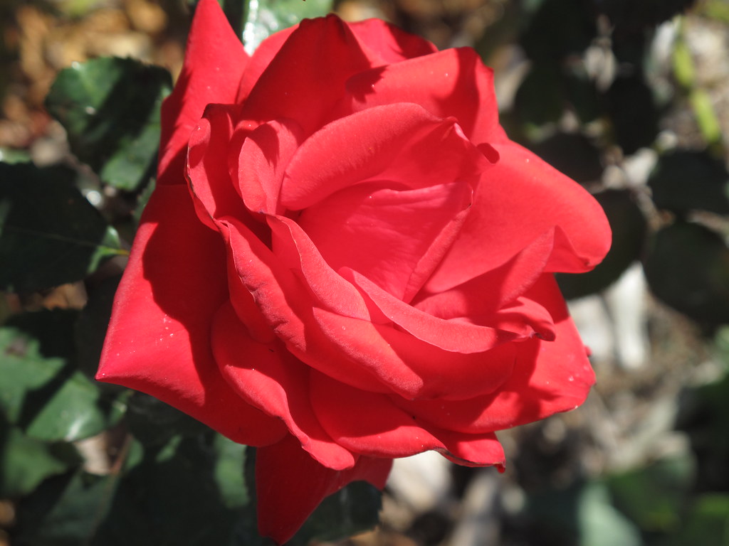 National Trial Rose Garden at Adelaide Botanic Garden Flickr