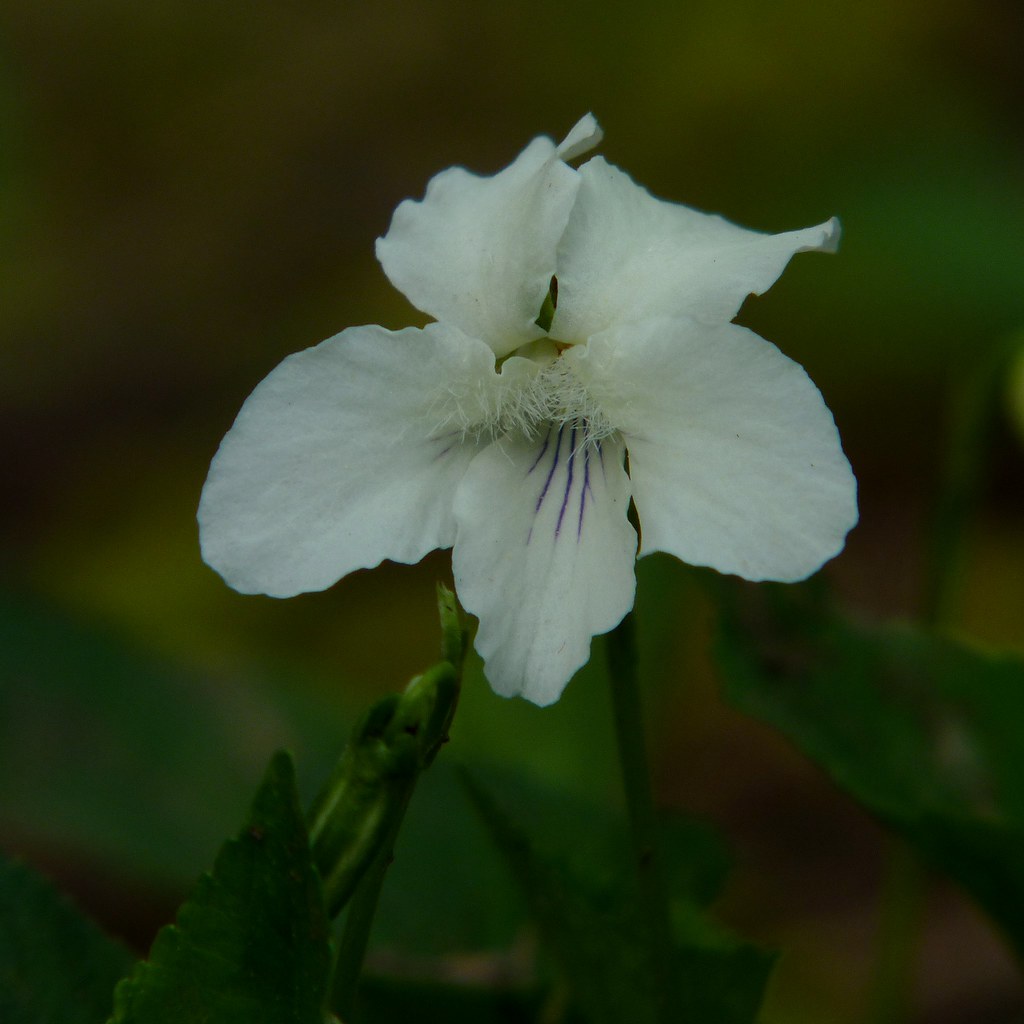 White Violet Dendroica cerulea Flickr
