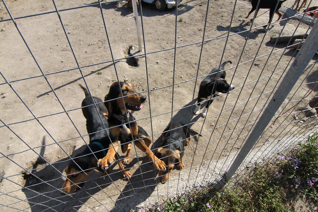 Dog kennel Robert van Rijn Flickr