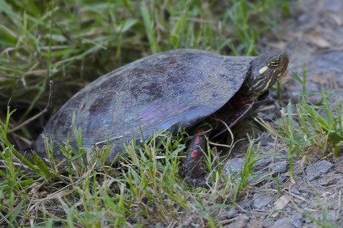 Painted turtle laying eggs Karen McCunney Flickr