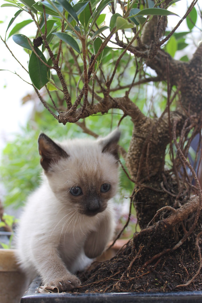 Bonsai Kitten AlejandroCG Flickr