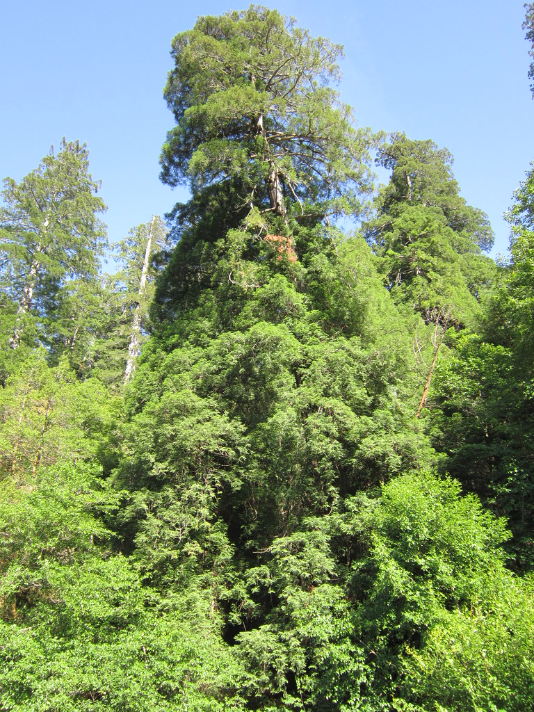 Redwoods June 2011 Redwoods June 2011 Joseph Hunkins Flickr