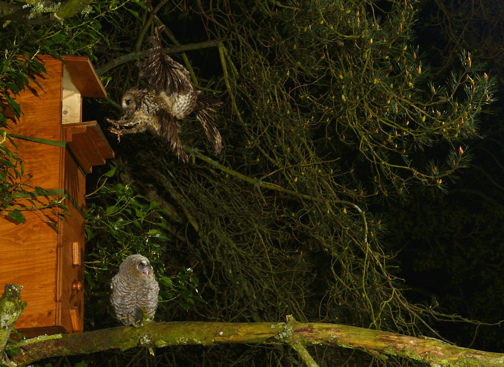 Tawny Owl and chick Tawny Owl entering nest box to feed it… Flickr