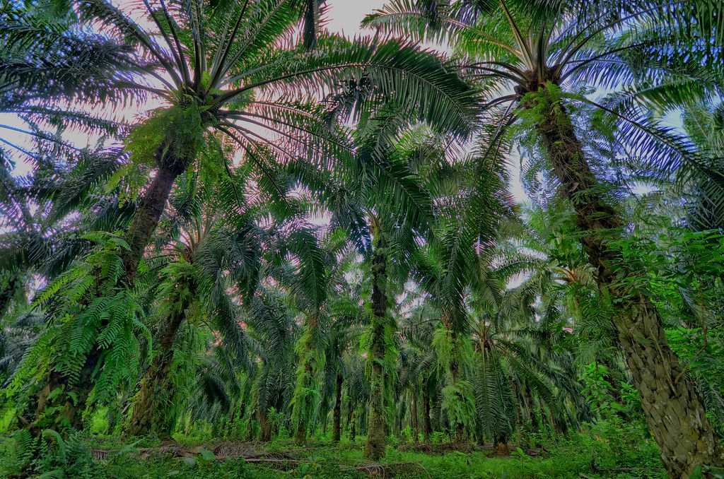 Ladang Kelapa Sawit HDR ahmadsyarafi abdwahab Flickr