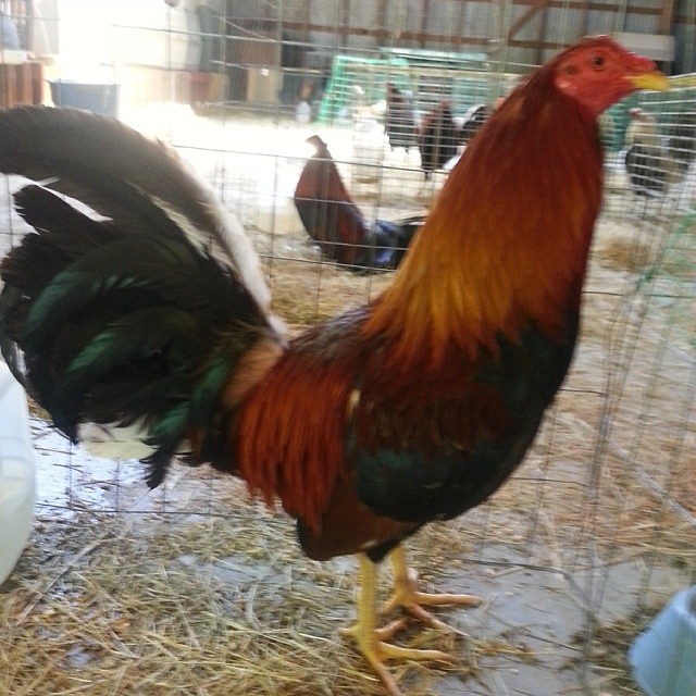 This is Rooster number 1. He needs someone to sponsor him … Flickr