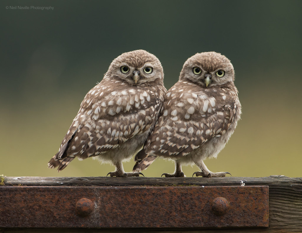 Little Owl Owlet Pair Pair of wild Little Owl Owlets. www.… Flickr