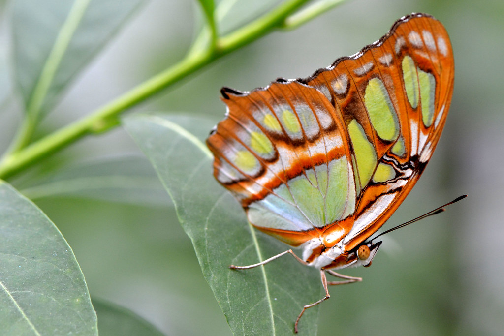 green and brown butterly julesthehippo Flickr