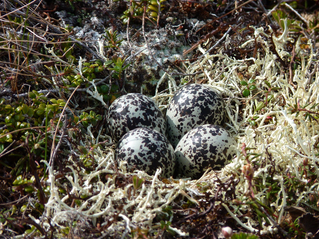 Pacific GoldenPlover nest Four speckled eggs belonging to… Flickr