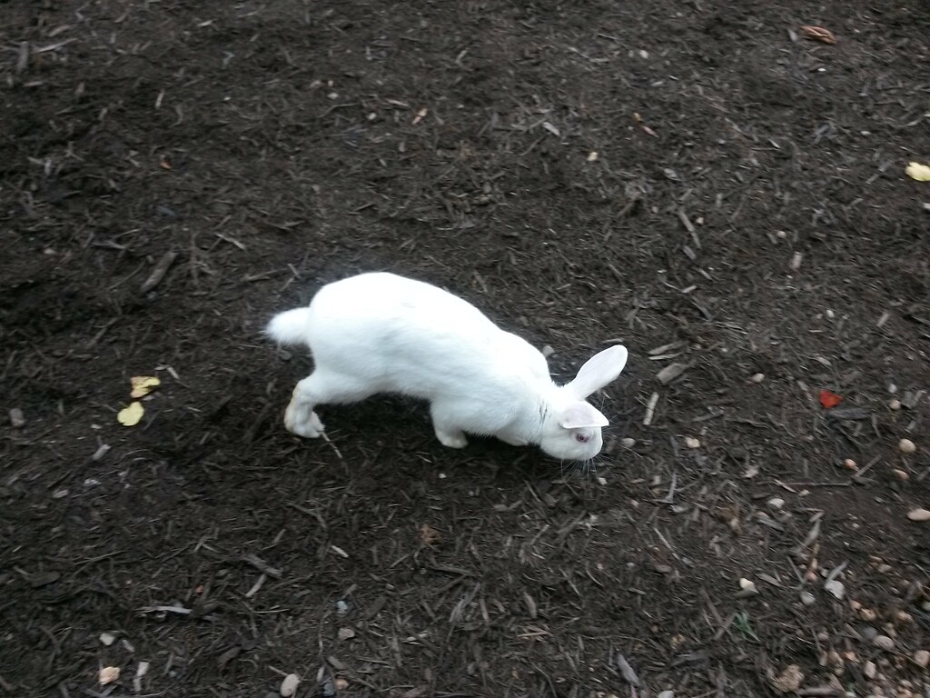 Pet Sitters Knoxville TN www Flickr