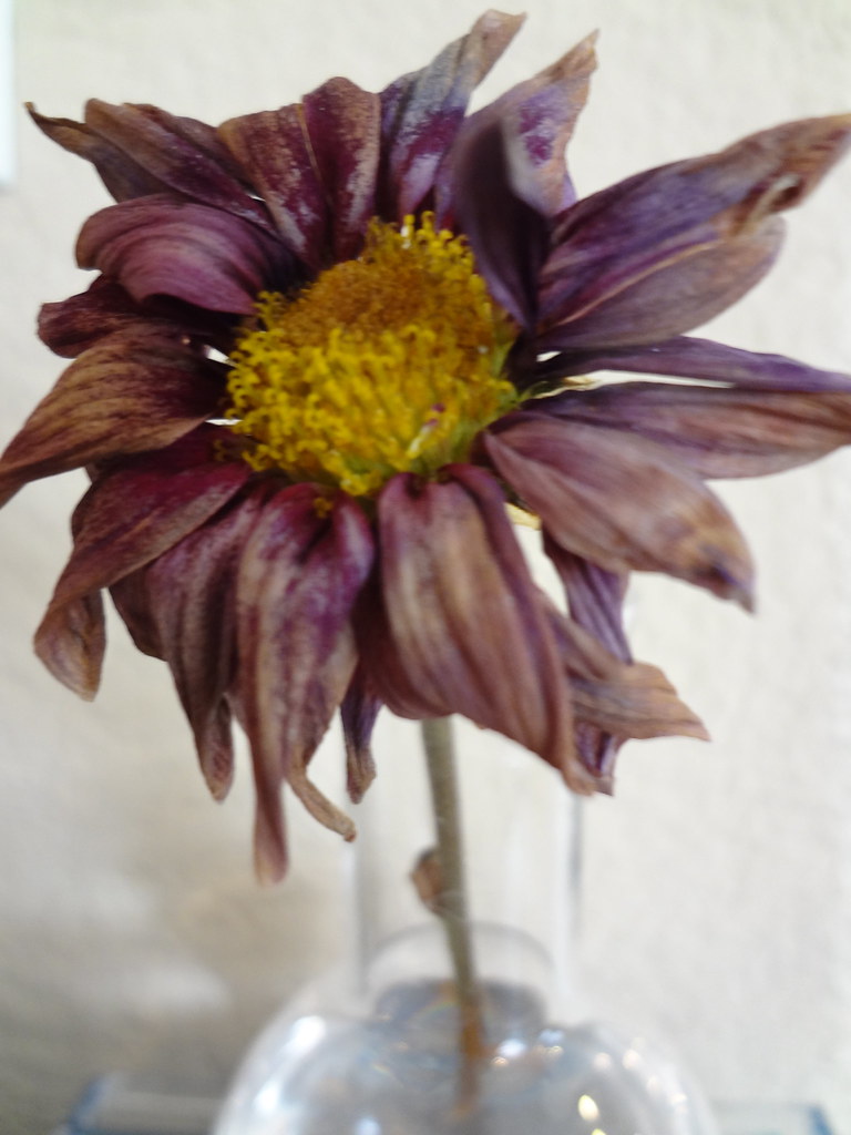 bring me dead flowers richpicks Flickr