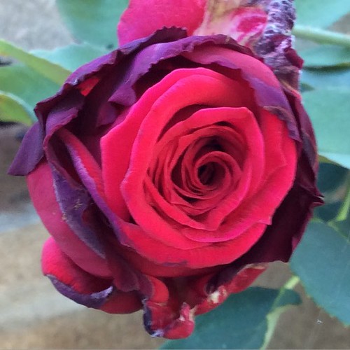 No. 11 Crimson red rosebud peace patio potted rose ga… Flickr