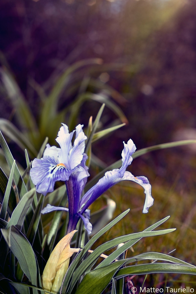 Wideleaved Iris (Iris planifolia) Twitter Facebook 50… Flickr