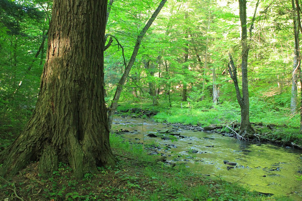 Sugar Run North Branch of Sugar Run in McKean County PA. I… Flickr