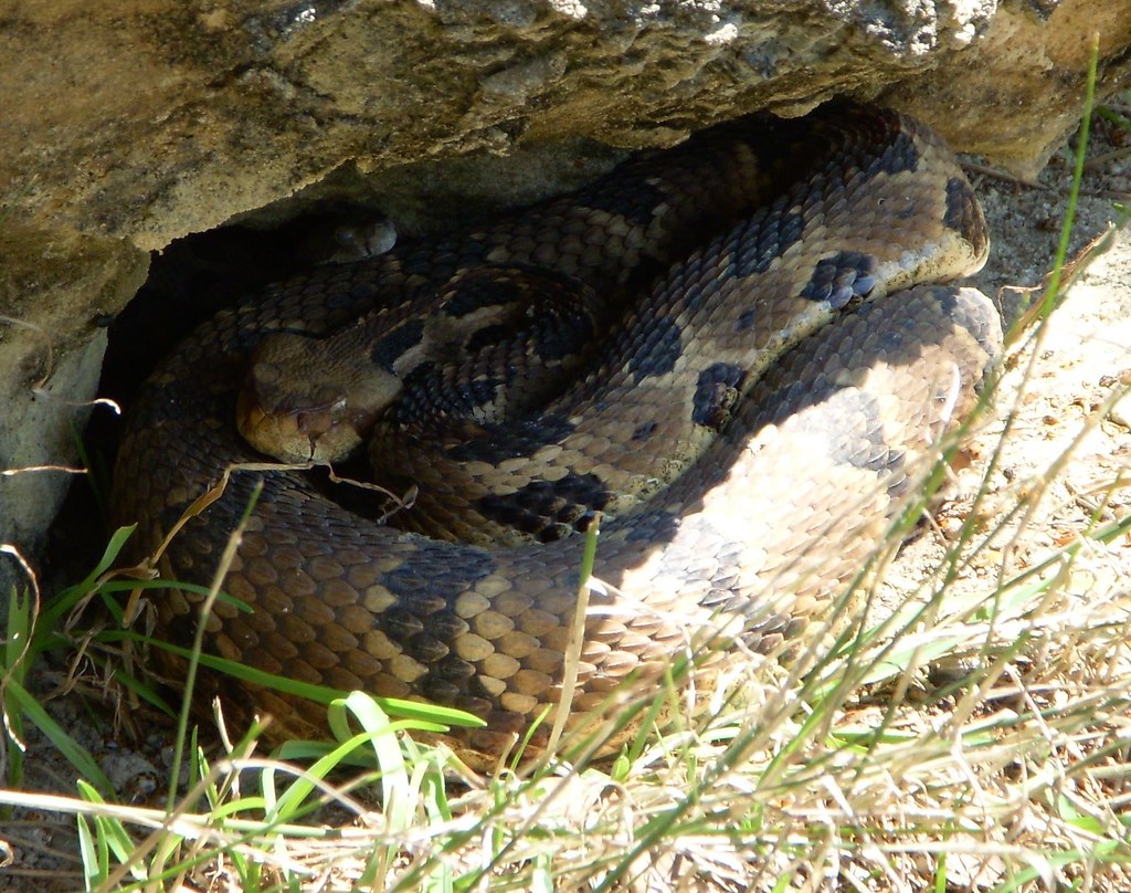 Baby Timber Rattlesnake Looks Over Mom's Shoulder a photo on Flickriver