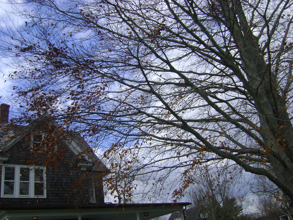 East Hampton Nov. 2010 & Misc 010 mariewlsh Flickr
