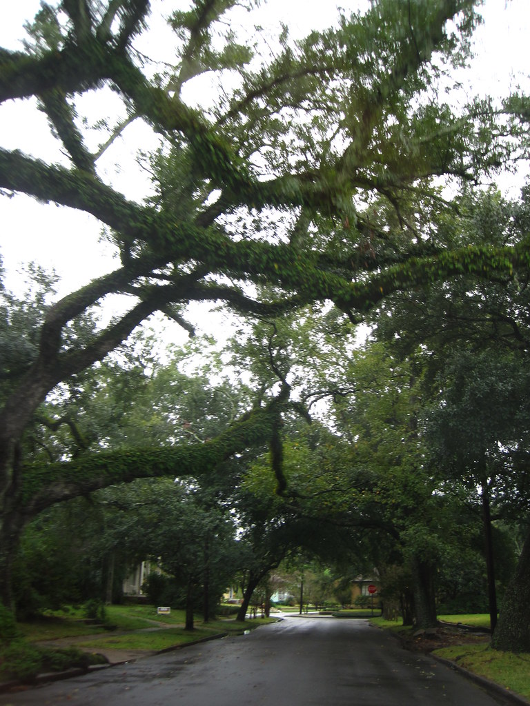 oak trees in Mobile, AL lis Flickr