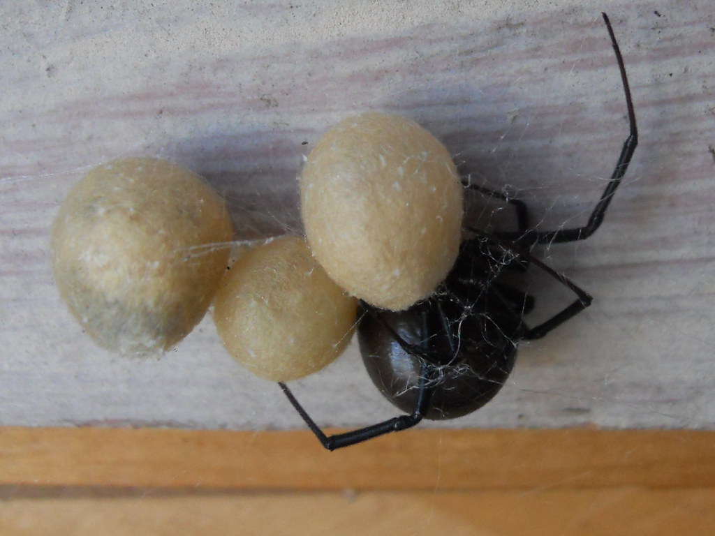 Redback Spider With Egg Sacs Found this Redback Spider wit… Flickr