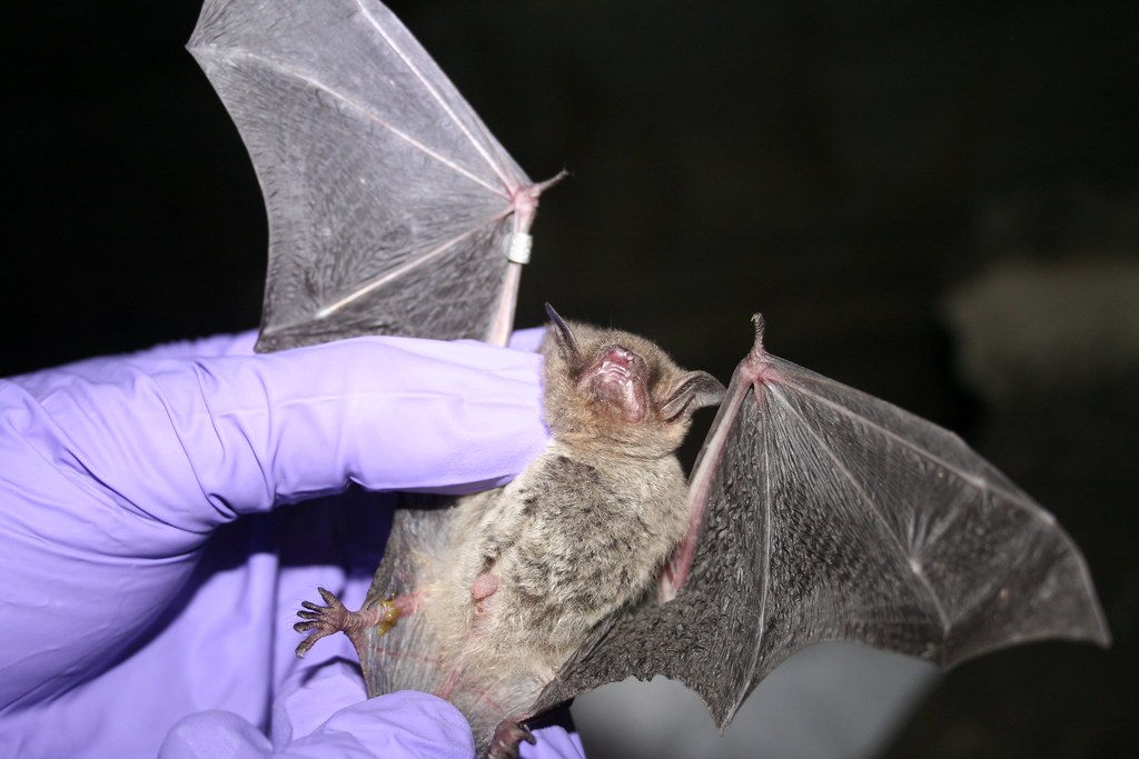 Researcher inspects gray bat for signs of WNS credit USFW… Flickr