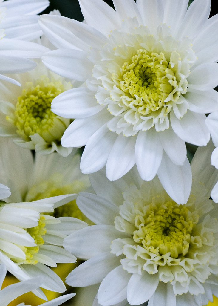 White Mum Flowers Enjoy our beautiful artistic selection o… Flickr