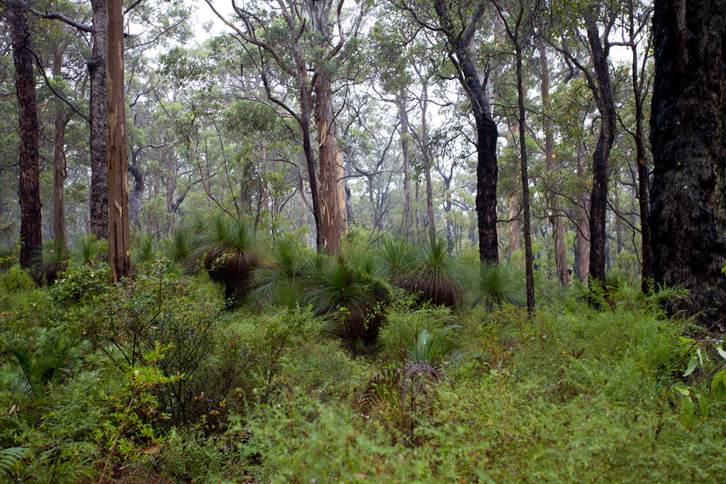 Boranup Forest Margaret River forest Print size 900x600mm … Flickr