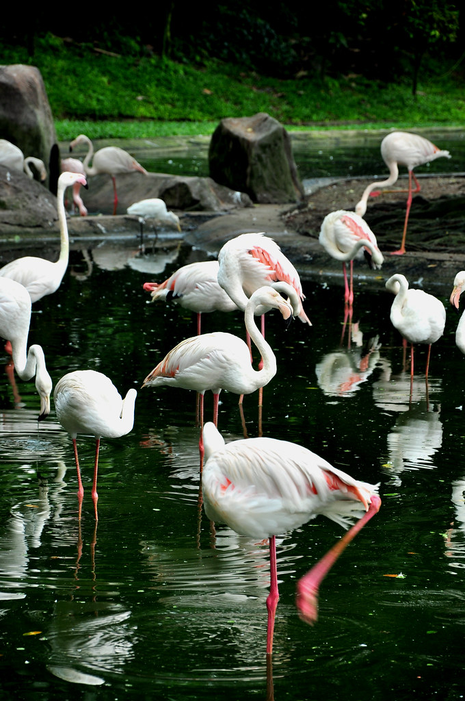 bunch of flamingos kl bird park Izhan Abdullah Flickr
