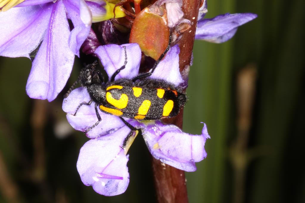 Beetle eating flower Derek Keats Flickr