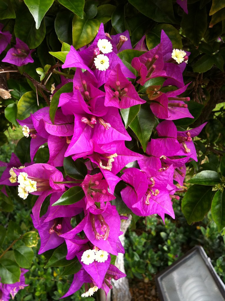 Palm Beach Gardens, FL Purple Watched the first half of '… Flickr