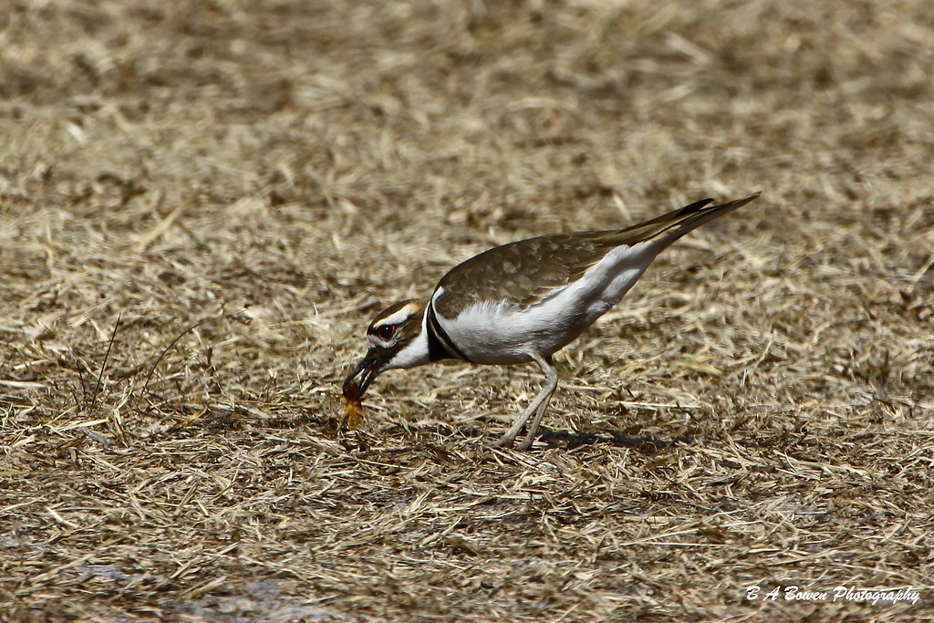 Killdeer eating a bug Bolen Bluff Trail Paynes Prairie Sta… Flickr