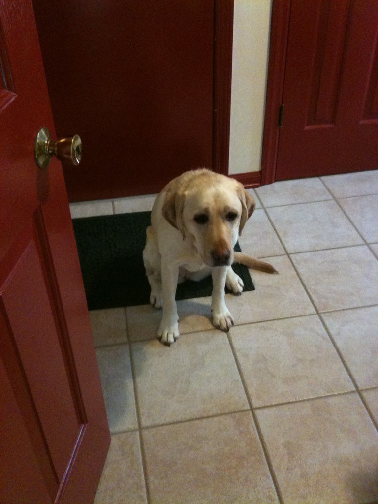 My dog ate a huge block of cheese off the kitchen counter … Flickr