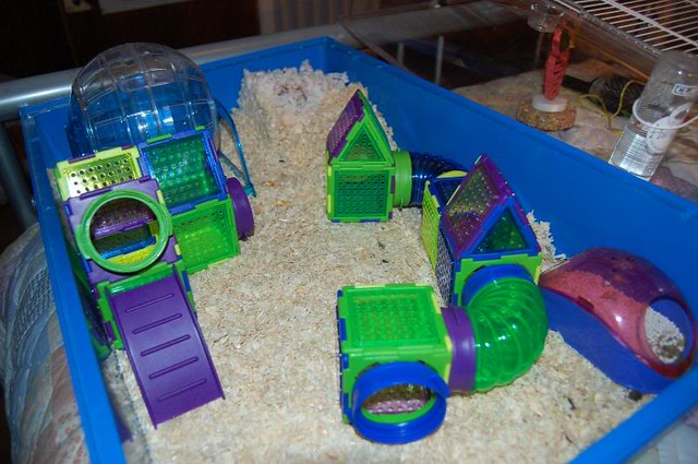 Flickr The Puzzle Playground Toys for hamsters Pool