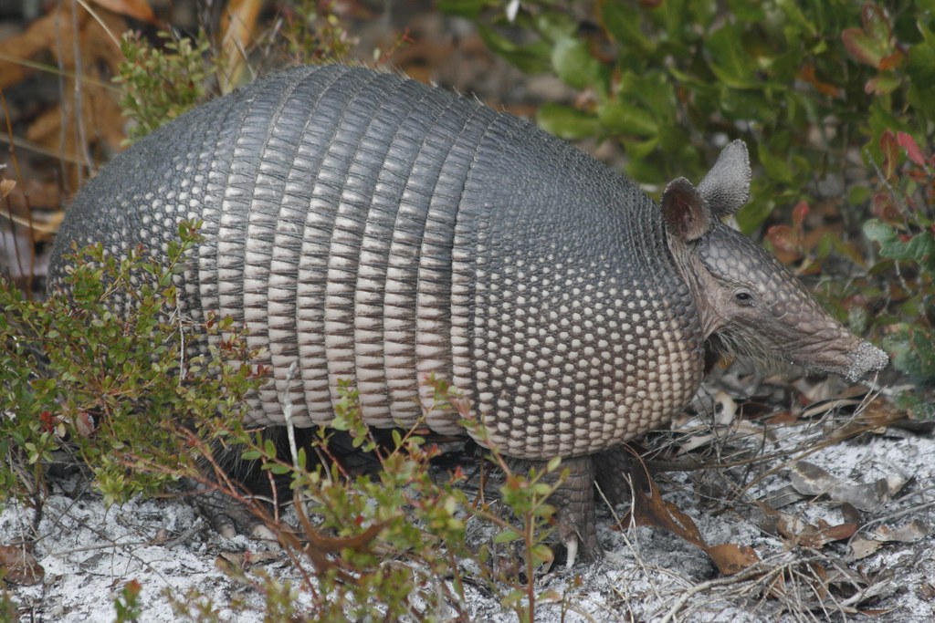 Florida Armadillo Armadillos were common everywhere we wen… Flickr