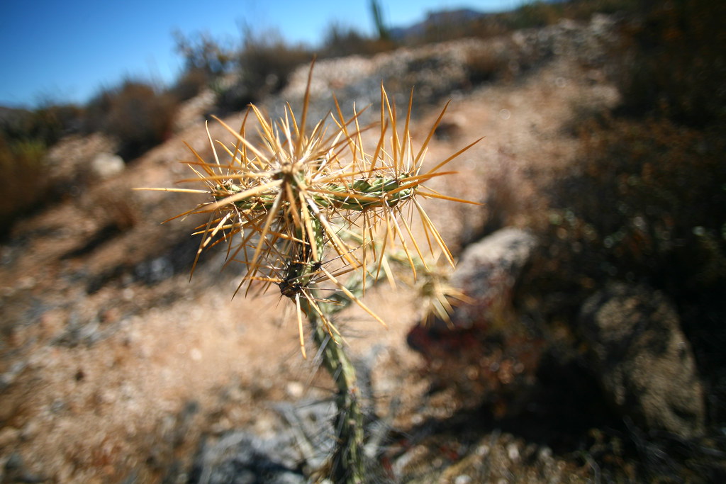 Yikes Spikes magpie_drain Flickr