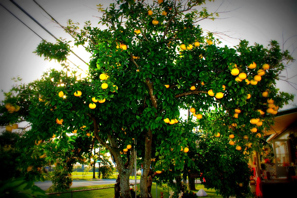 Grapefruit tree a photo on Flickriver