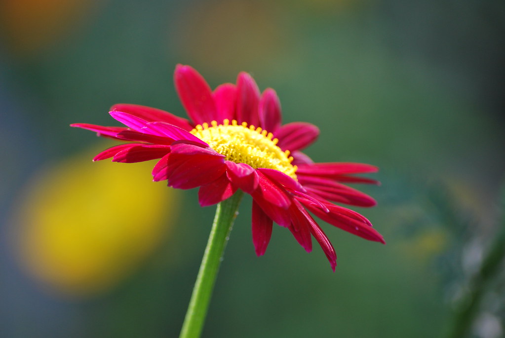 Red Flower Beautiful Red Flower in garden Mike Wade Flickr