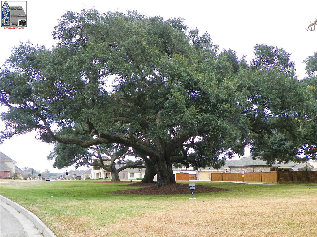 Oaks On The Bluff Prairieville LA 70769 (8) Bill Cobb Flickr