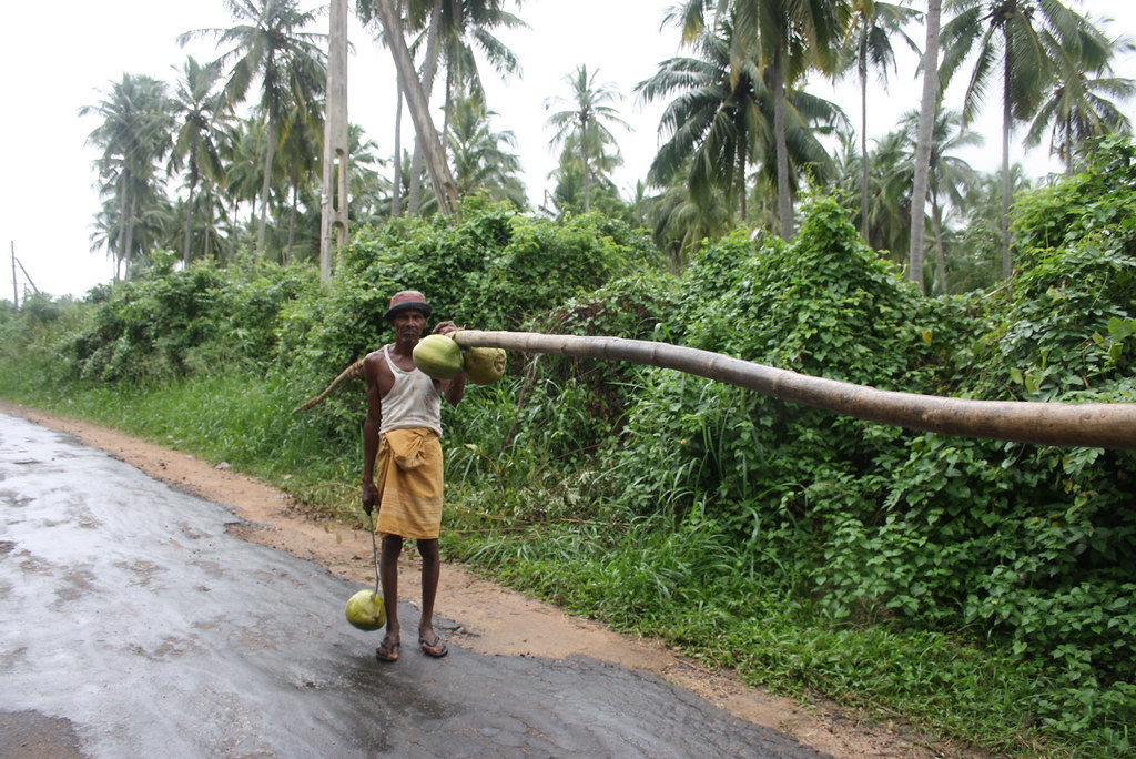 coconut plucker A traditional coconut plucker in the villa… Flickr