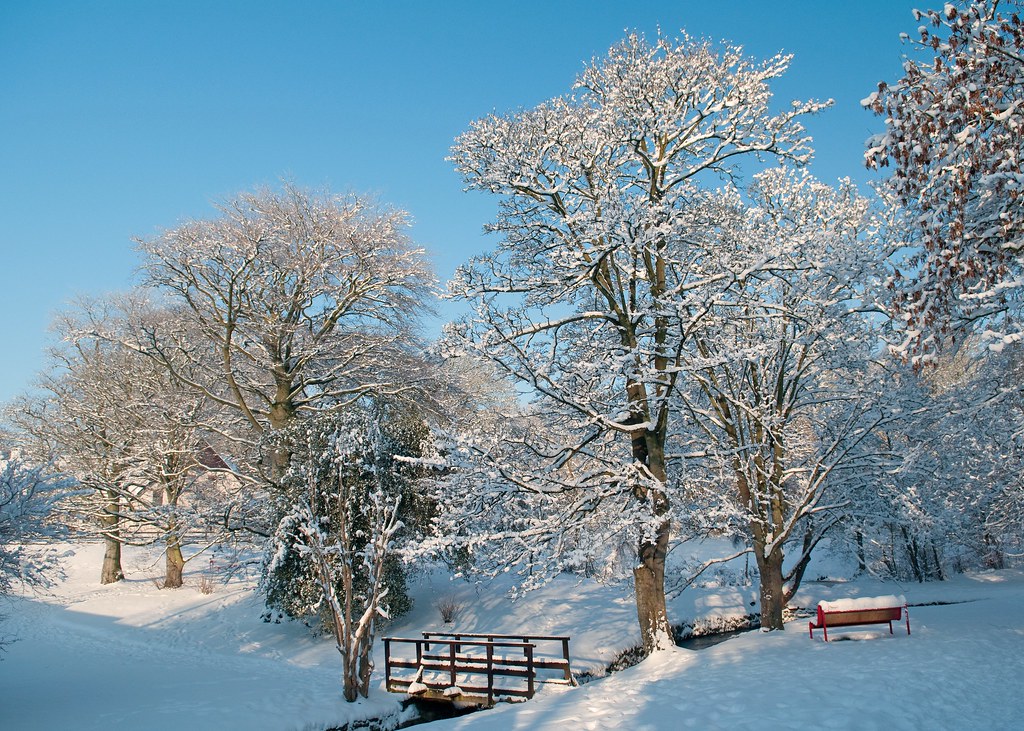 Ulster University Coleraine Daffodil Gardens in December Flickr