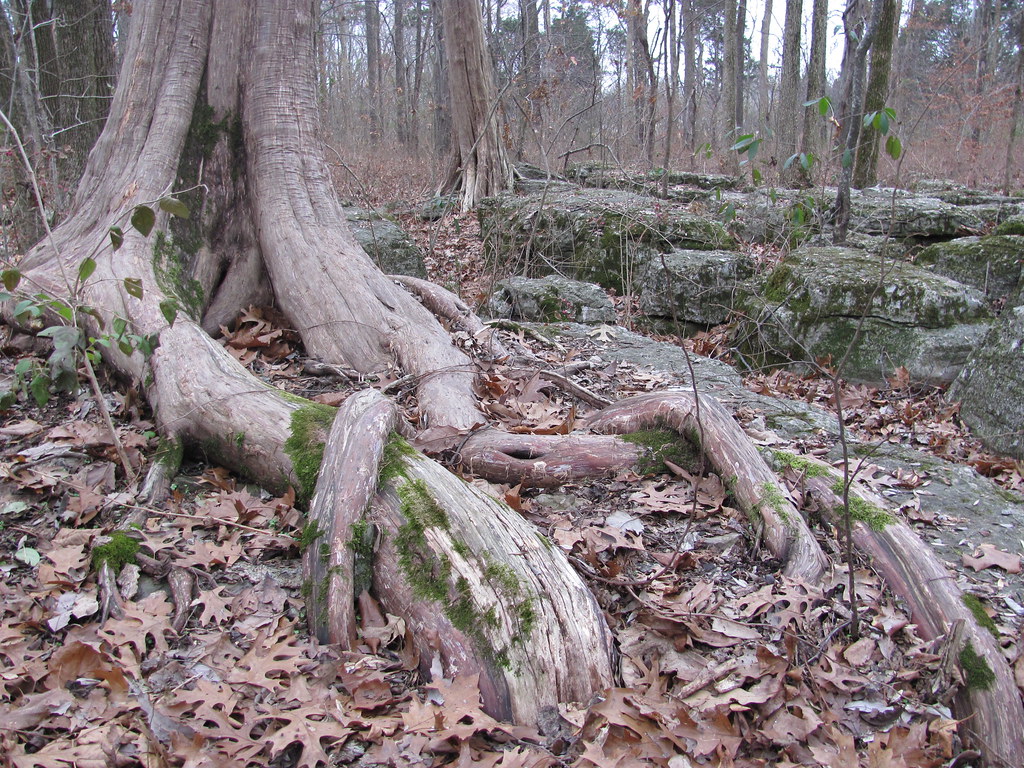 008 Stones River Battlefield, the Slaughter Pen Murfrees… Flickr